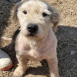 Perrito en adopcion